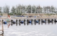 Quảng Trị hướng đến vùng nuôi tôm công nghệ cao