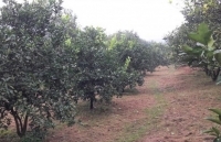 Quảng Trị: Ngành điện góp phần làm nên thương hiệu “cam K4 Hải Phú”