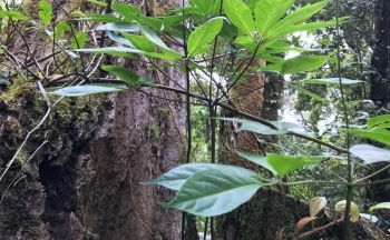 Kon Tum: Trồng mới 500 ha sâm Ngọc Linh