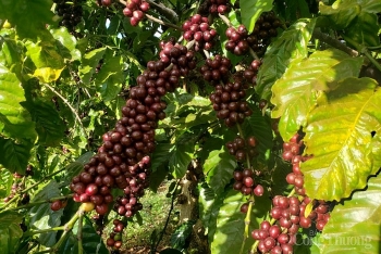 Gia Lai: Chú trọng thu hút đầu tư vào công nghiệp chế biến