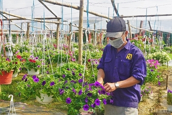 Quảng Nam: Các nhà vườn hoa tất bật vụ Tết