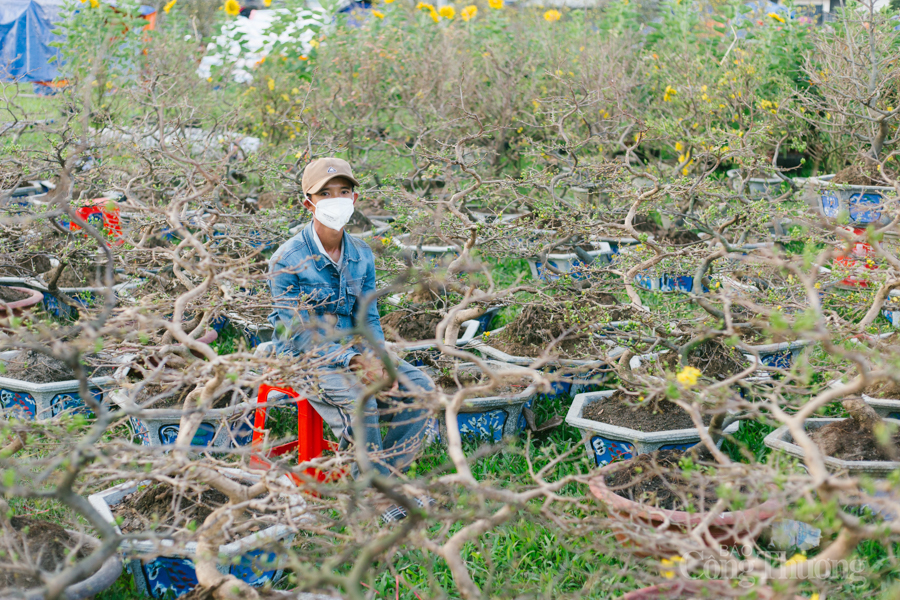 Chợ hoa Tết Đà Nẵng 