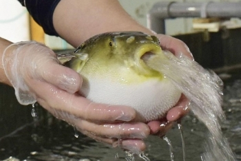 Đà Nẵng: Thí điểm chế biến và xuất khẩu cá nóc