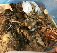 Quảng Nam: Giả sâm Ngọc Linh để bán với giá cao