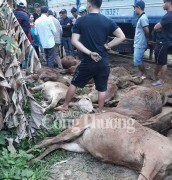 Quảng Nam- Ngang nhiên bày bán bò chết không rõ nguyên nhân