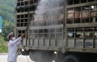 Đà Nẵng: Tăng cường kiểm soát tránh dịch tả lợn châu Phi