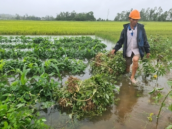 Quảng Nam: Lúa và rau màu bị ngập nặng do mưa lớn