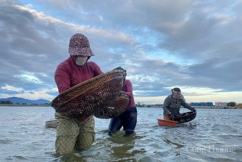 Người dân Đà Nẵng bắt con chem chép kiếm bạc triệu mỗi ngày