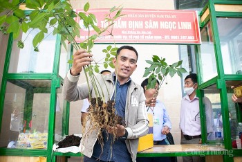 Độc đáo Hội thi sâm Ngọc Linh tại Quảng Nam