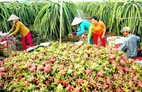 Khuyến nghị sản xuất phục vụ xuất khẩu phù hợp với diễn biến dịch Covid-19