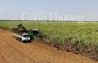 Cơ cấu lại ngành mía đường Việt Nam để tăng năng lực cạnh tranh hội nhập