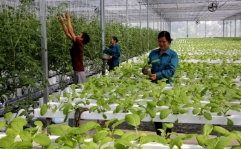 Lạng Sơn: Đẩy mạnh phát triển nông nghiệp hàng hóa tập trung