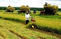 An Giang khai thác nguồn năng lượng sinh khối để phát điện