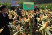 Phân bón Lâm Thao tăng năng suất cho cây ngô lai