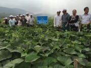 Phân bón Lâm Thao giúp tăng năng suất cho rau su su Tam Đảo