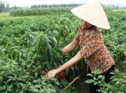 Phân bón Lâm Thao tăng năng suất lúa ngô ớt… trên đất Thanh Hóa