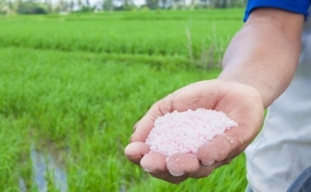 Giá phân bón có thể sẽ tăng trở lại vào quý IV khi vụ Đông Xuân bắt đầu