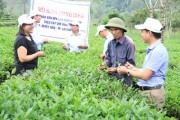 NPK khép kín Lâm Thao tăng năng suất cây chè Lai Châu