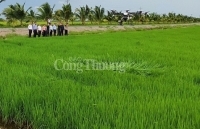 Gạo ngon nhất thế giới ST25 do quân đội sản xuất đã có mặt trên thị trường