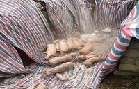 Thêm một số tỉnh phía Bắc công bố dịch tả lợn châu Phi