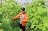 Khoảng 60 - 70% HTX chịu tác động tiêu cực từ dịch Covid- 19