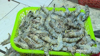 Hà Nội: Bắt quả tang cơ sở bơm tạp chất vào tôm