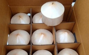 Lý giải nguyên nhân vì sao xuất khẩu dừa sang thị trường Hoa Kỳ gặp khó