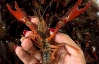 Tăng cường kiểm soát tôm càng đỏ tại Việt Nam
