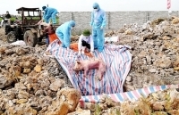 Dịch tả lợn châu Phi ngày càng phức tạp, Ban Bí thư chỉ đạo nóng