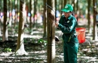 Xuất khẩu cao su gặp khó khăn