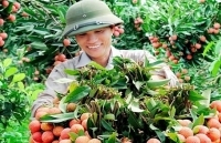 Xuất khẩu vải thiều sang Trung Quốc cần chú trọng yếu tố bao bì