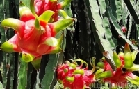 4 tháng năm 2020, xuất khẩu rau quả sang thị trường Thái Lan tăng 244,1%