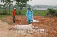 Công điện của Thủ tướng về phòng chống dịch tả lợn châu Phi