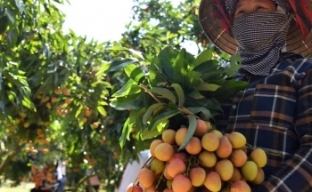 Lô vải thiều đầu vụ xuất Nhật, thị trường rộng cửa đầu ra