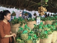Xúc tiến tiêu thụ nhãn Sơn La, Hưng Yên đến người tiêu dùng