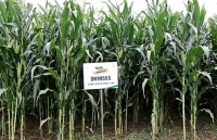Công nghệ giống kháng sâu đem lại hiệu quả ưu việt cho cây ngô