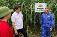 Tăng cường công tác chỉ đạo phòng, chống sâu keo mùa thu