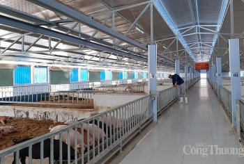 Mô hình kinh tế tuần hoàn trong nông nghiệp: Câu chuyện từ doanh nghiệp ngành chăn nuôi