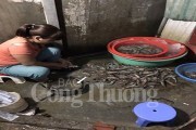 Hà Nội- bắt quả tang một cơ sở đang bơm tạp chất vào tôm