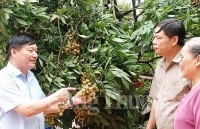 Hưng Yên chuẩn bị các kịch bản tiêu thụ nhãn