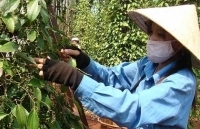 Giá xuất khẩu hồ tiêu 7 tháng năm 2018 giảm 61,5%