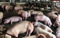 Tập trung ngăn chặn bệnh dịch tả lợn châu Phi xâm nhiễm vào Việt Nam
