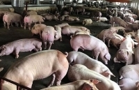 Dự báo giá thịt lợn tăng nhẹ những tháng cuối năm 2018