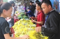 Hồng không hạt Bắc Kạn lần đầu tiên “ra mắt” thị trường Thủ đô