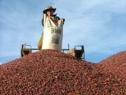 Kim ngạch xuất khẩu nông lâm thuỷ sản 10 tháng đạt 26,4 tỷ USD