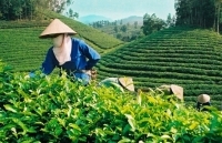 Xuất khẩu chè 9 tháng giảm cả về lượng và giá trị