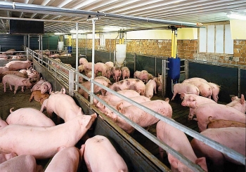 Giá heo hơi hôm nay 18/2: Ghi nhận mức cao nhất 53.000 đồng/kg
