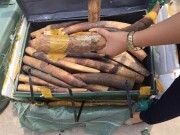 Sẽ tiêu hủy 2 tấn ngà voi và 70kg sừng tê giác