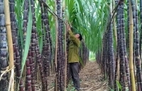 Nâng cao năng lực cạnh tranh ngành mía đường giai đoạn 2018-2020