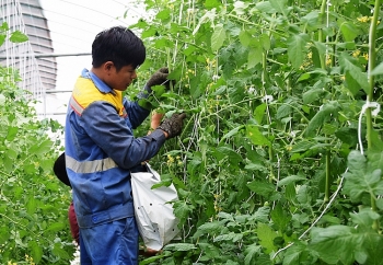 Sắp diễn ra Đại hội đại biểu toàn quốc Liên minh Hợp tác xã Việt Nam lần thứ VI